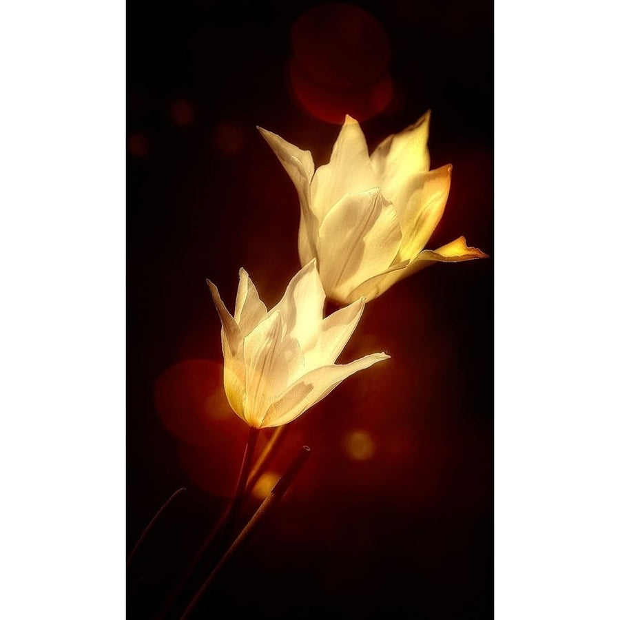 White Tulips Poster Print - Anna Cseresnjes-VARPDX90664 Image 1