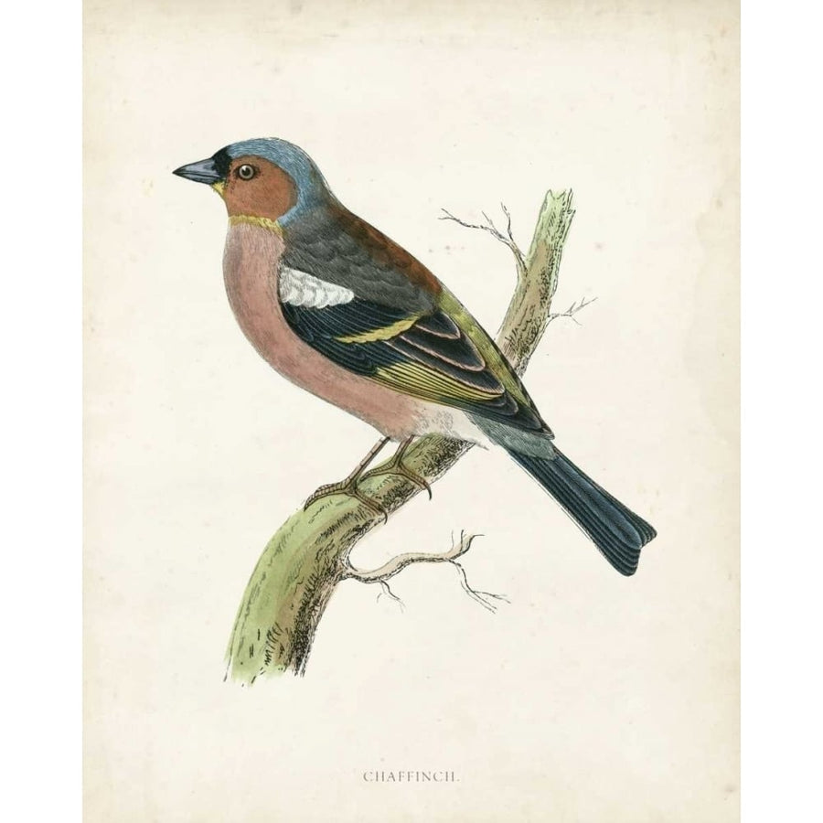 Morris Chaffinch Poster Print - Morris-VARPDX90649Z Image 1