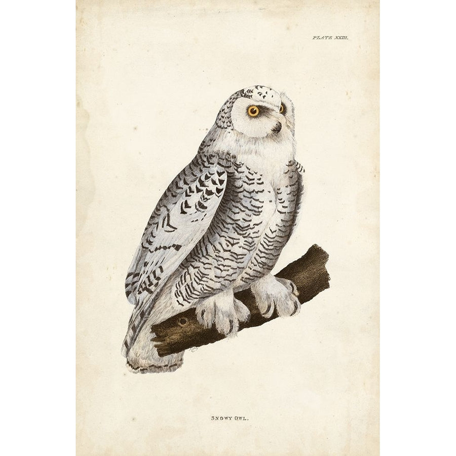 Snowy Owl Poster Print - John Selby-VARPDX90655Z Image 1