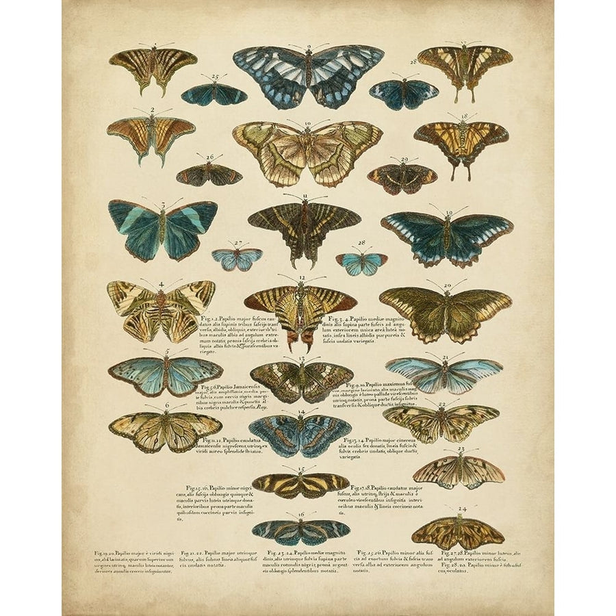 Tabula de Papilio Poster Print - Sloan-VARPDX90723Z Image 1