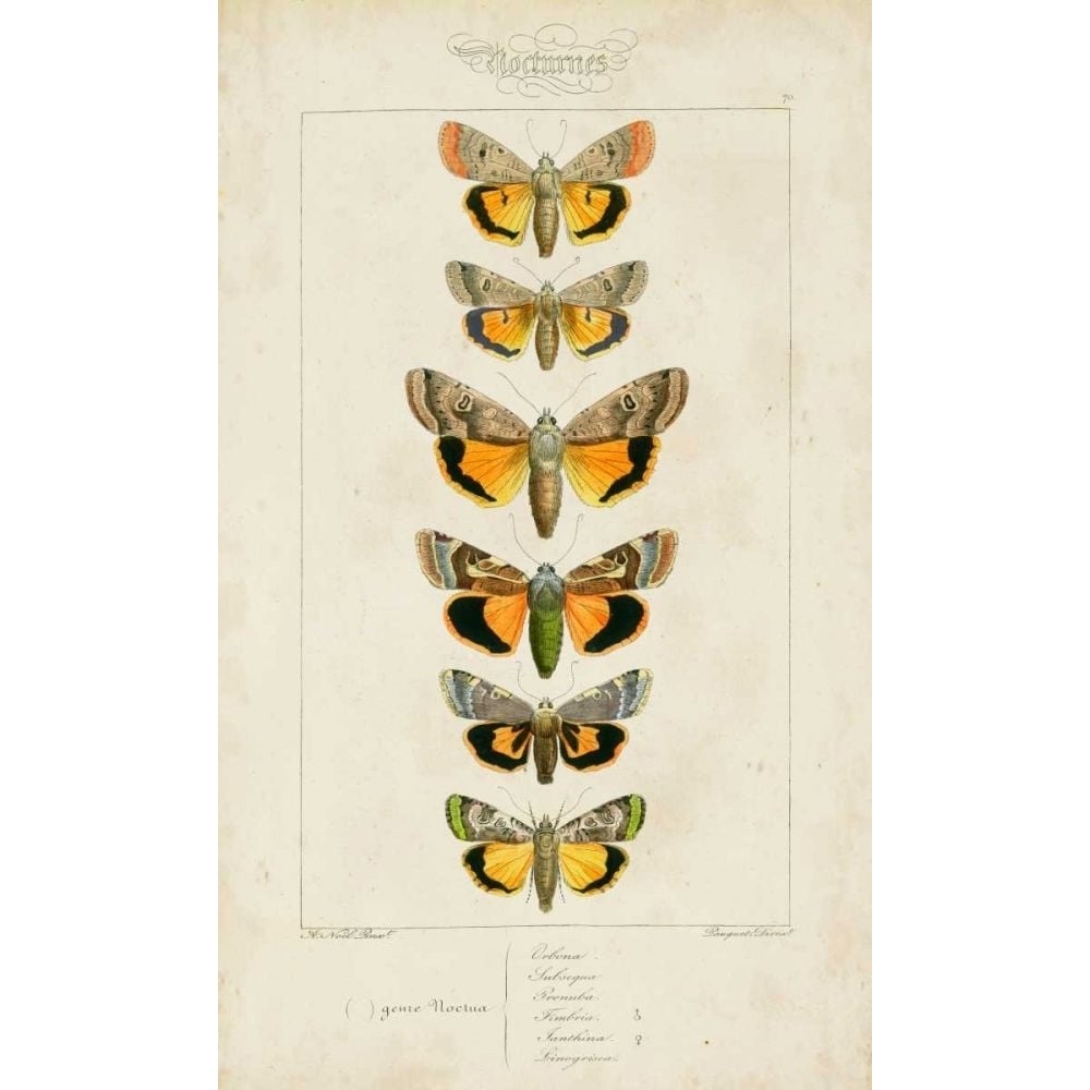 Pauquet Butterflies I Poster Print - Pauquet-VARPDX90739Z Image 1