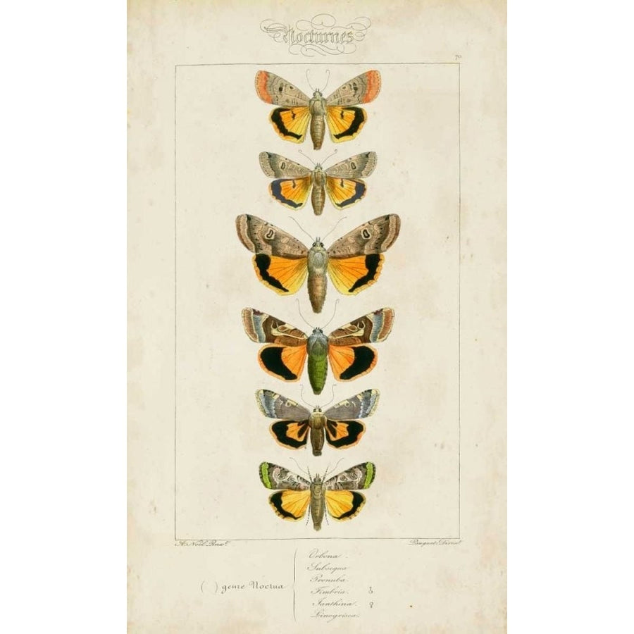 Pauquet Butterflies I Poster Print - Pauquet-VARPDX90739Z Image 1