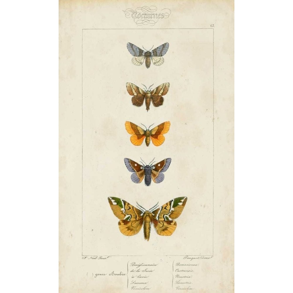 Pauquet Butterflies IV Poster Print - Pauquet-VARPDX90742Z Image 1