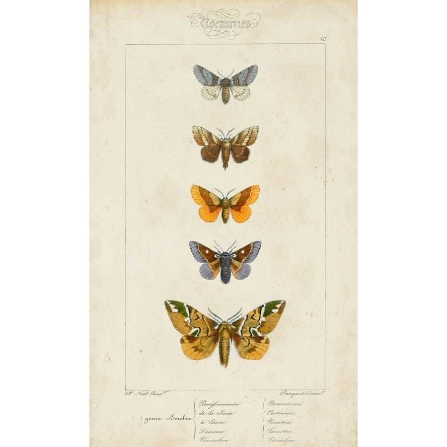 Pauquet Butterflies IV Poster Print - Pauquet-VARPDX90742Z Image 1