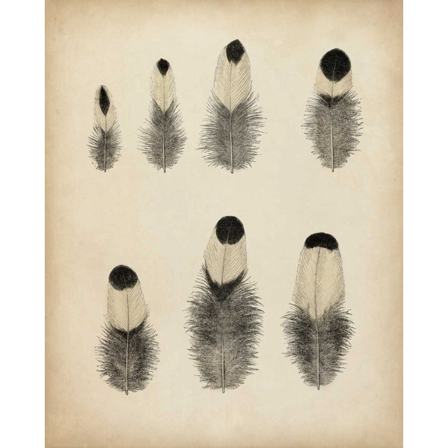 Vintage Feathers II Poster Print - Unknown-VARPDX90746Z Image 1