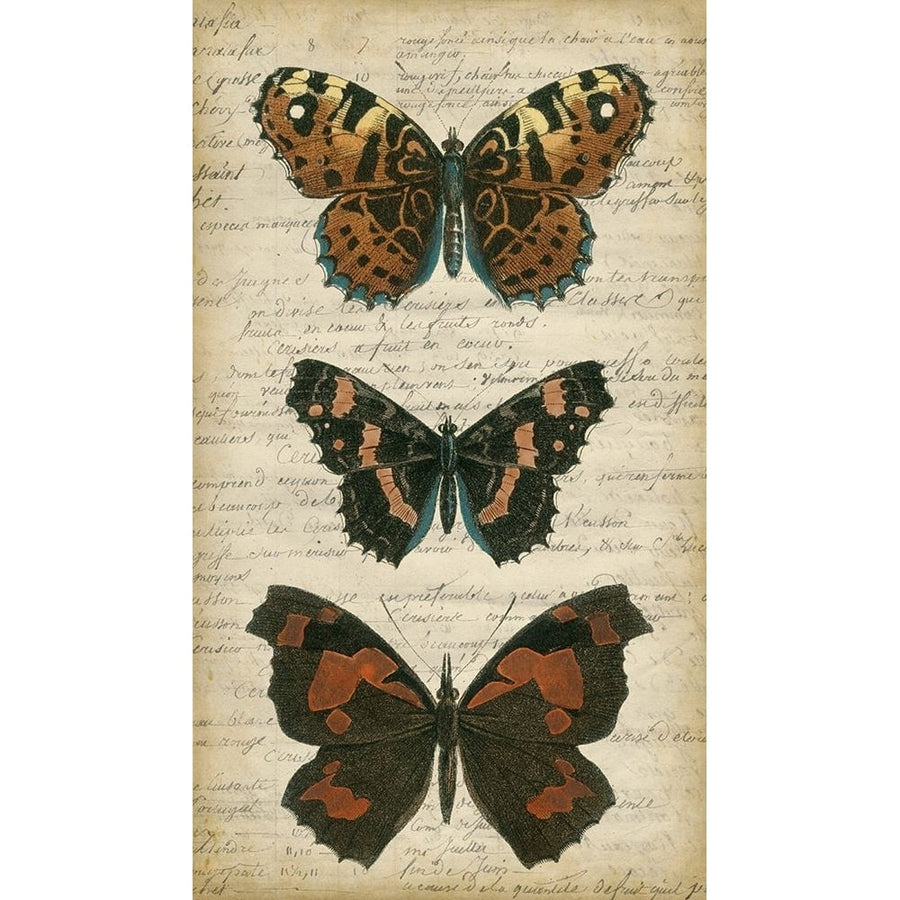 Butterfly Script II Poster Print - Studio Vision-VARPDX90738Z Image 1