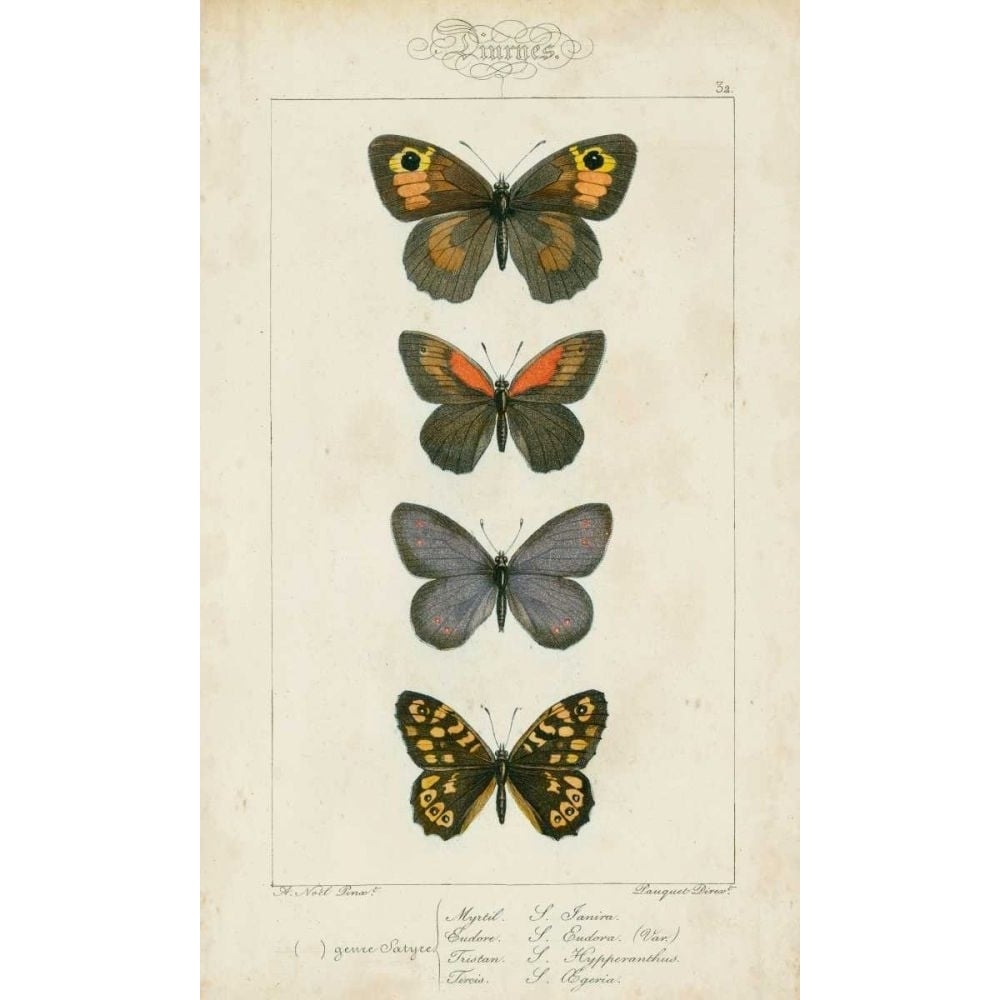 Pauquet Butterflies V Poster Print - Pauquet-VARPDX90743Z Image 1