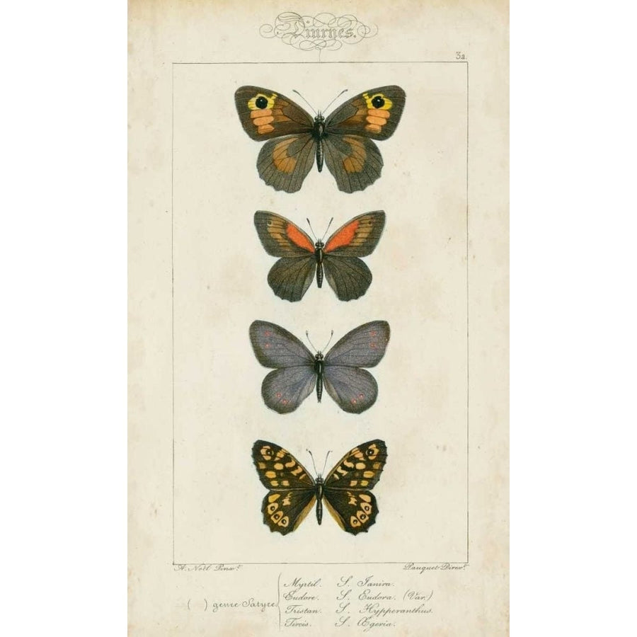 Pauquet Butterflies V Poster Print - Pauquet-VARPDX90743Z Image 1