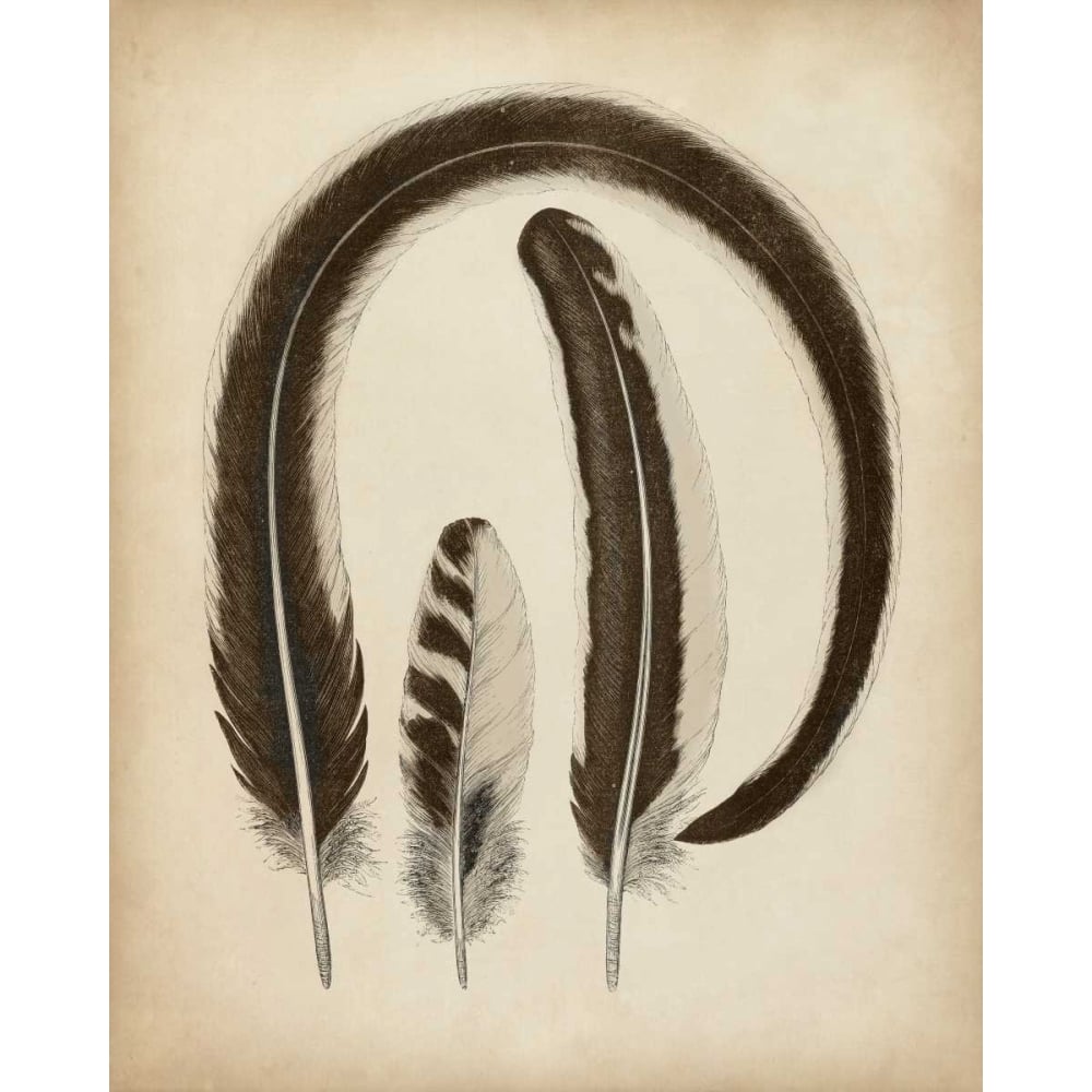 Vintage Feathers III Poster Print - Unknown-VARPDX90747Z Image 1