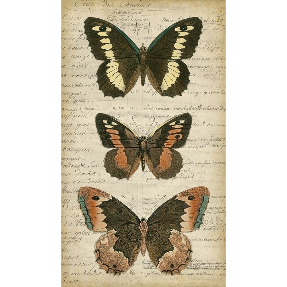 Butterfly Script I Poster Print - Studio Vision-VARPDX90737Z Image 1