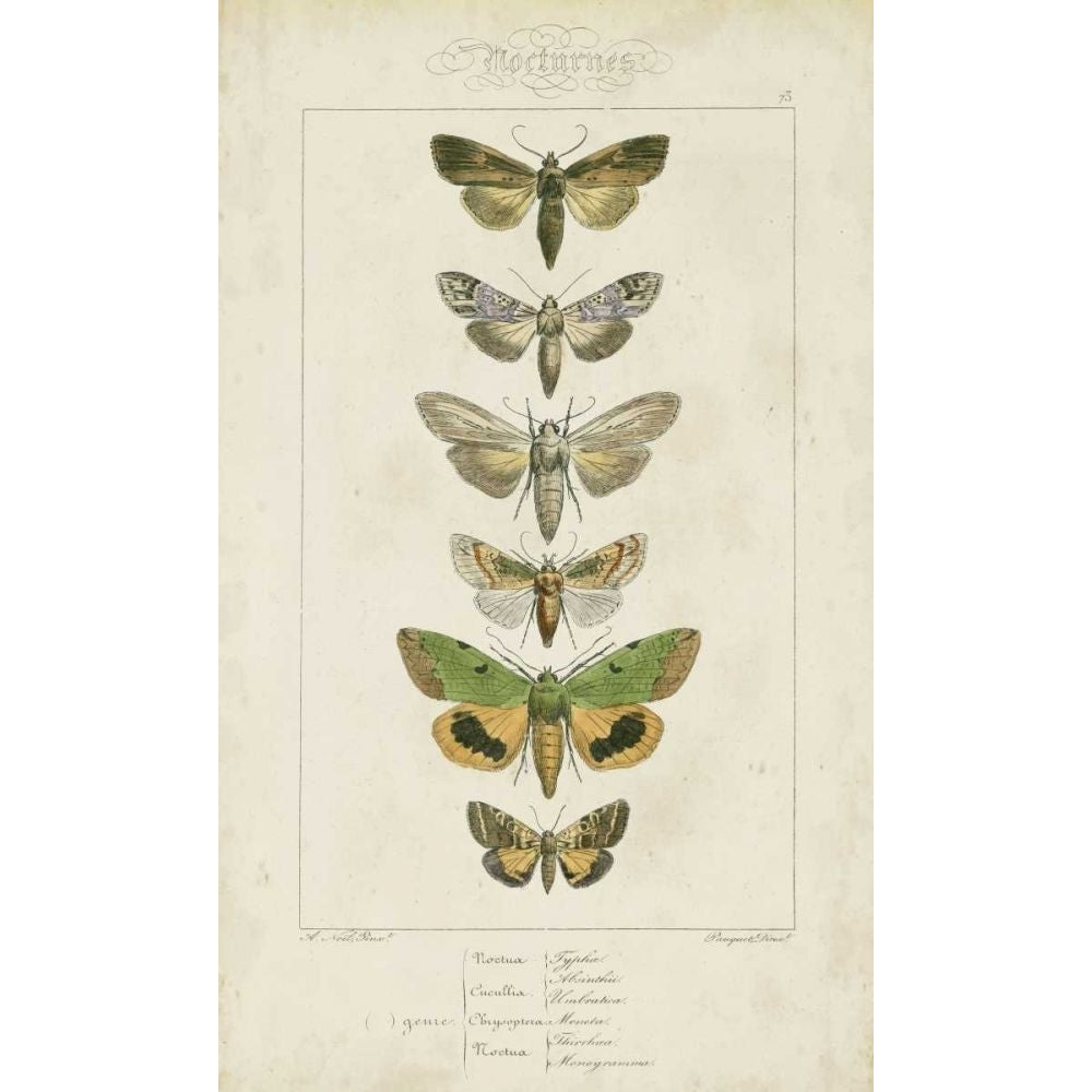 Pauquet Butterflies III Poster Print - Pauquet-VARPDX90741Z Image 1