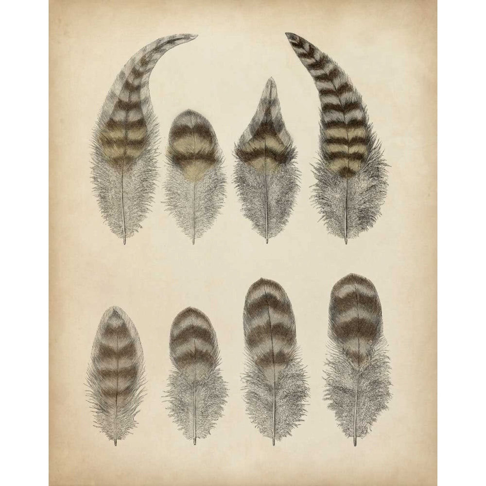 Vintage Feathers I Poster Print - Unknown-VARPDX90745Z Image 1