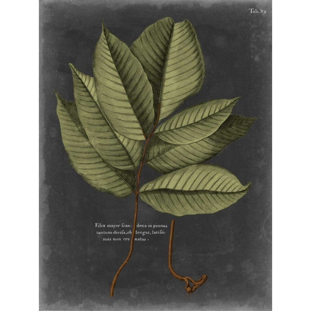 Foliage Dramatique III Poster Print - Studio Vision-VARPDX90733Z Image 1