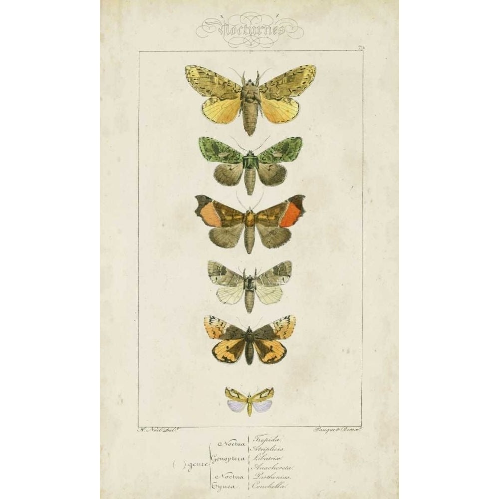 Pauquet Butterflies II Poster Print - Pauquet-VARPDX90740Z Image 1