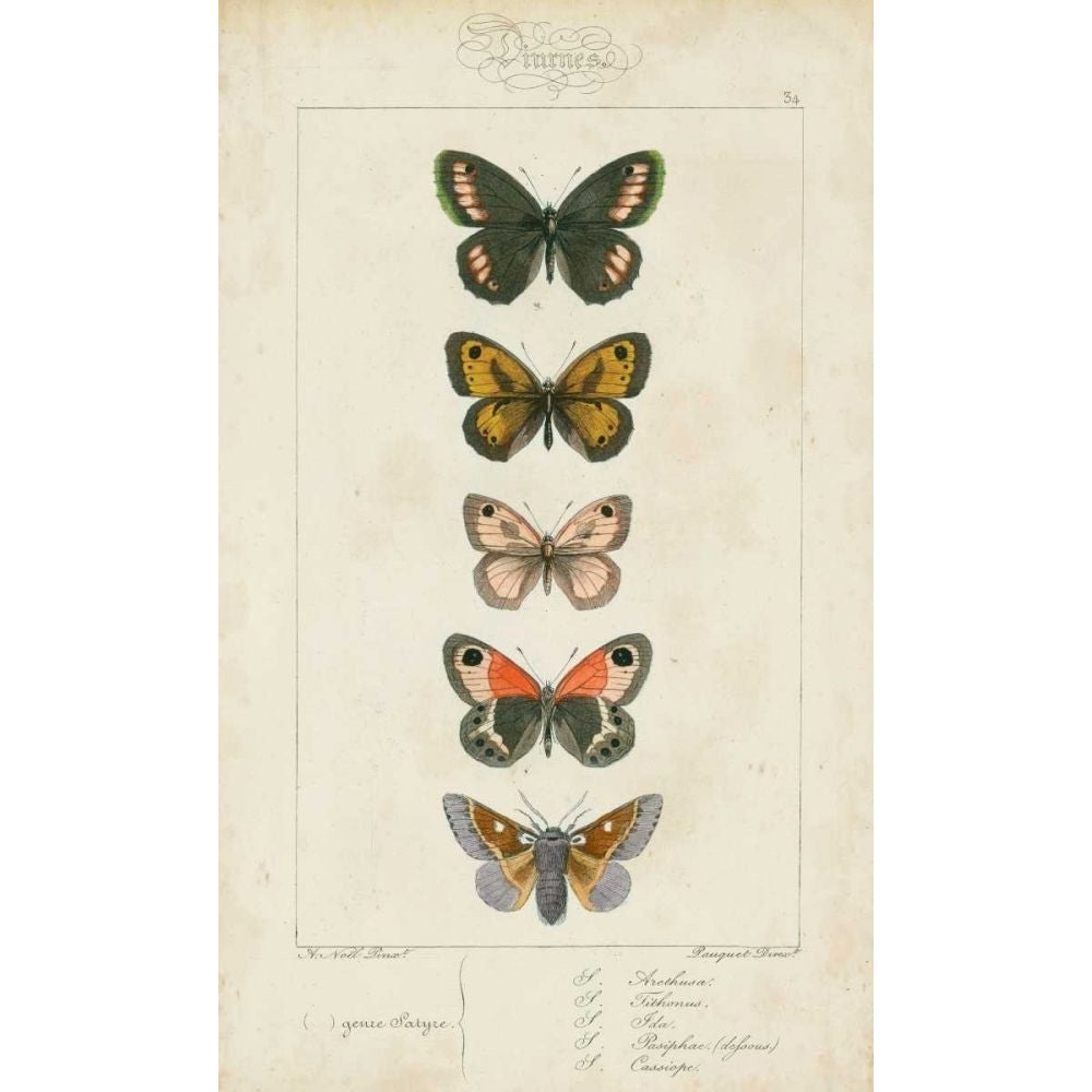 Pauquet Butterflies VI Poster Print - Pauquet-VARPDX90744Z Image 1