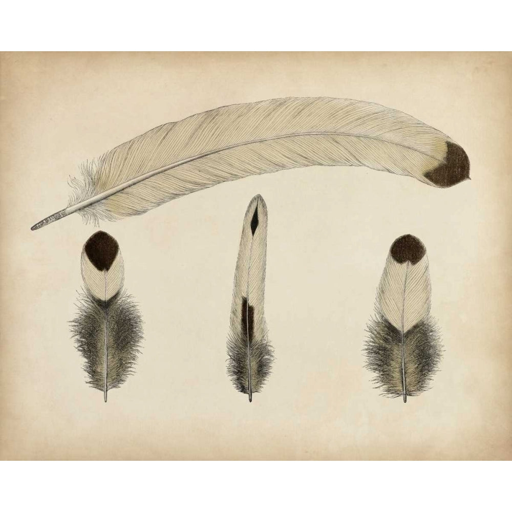 Vintage Feathers V Poster Print - Unknown-VARPDX90749Z Image 1