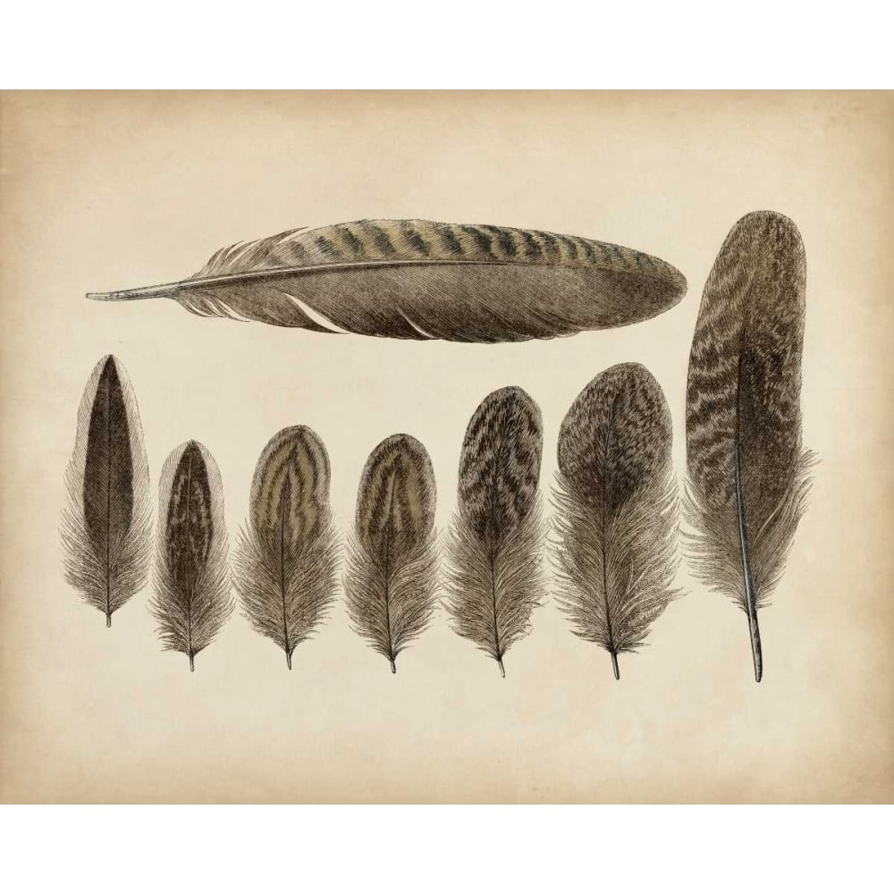 Vintage Feathers VIII Poster Print - Unknown-VARPDX90752Z Image 1