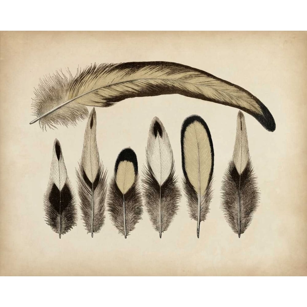 Vintage Feathers VII Poster Print - Unknown-VARPDX90751Z Image 1