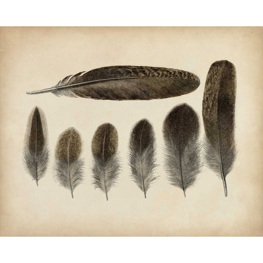 Vintage Feathers VI Poster Print - Unknown-VARPDX90750Z Image 1