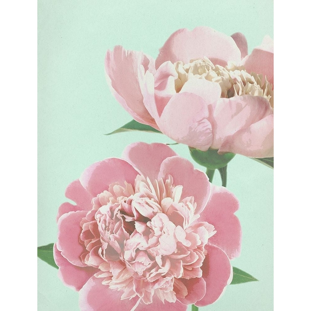 Summer Peonies Detail Poster Print by Bella Dos Santos-VARPDX907DOS1799 Image 2