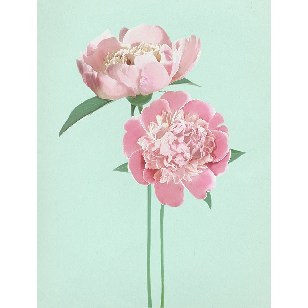 Summerpeonies Poster Print by Bella Dos Santos-VARPDX907DOS1798 Image 1