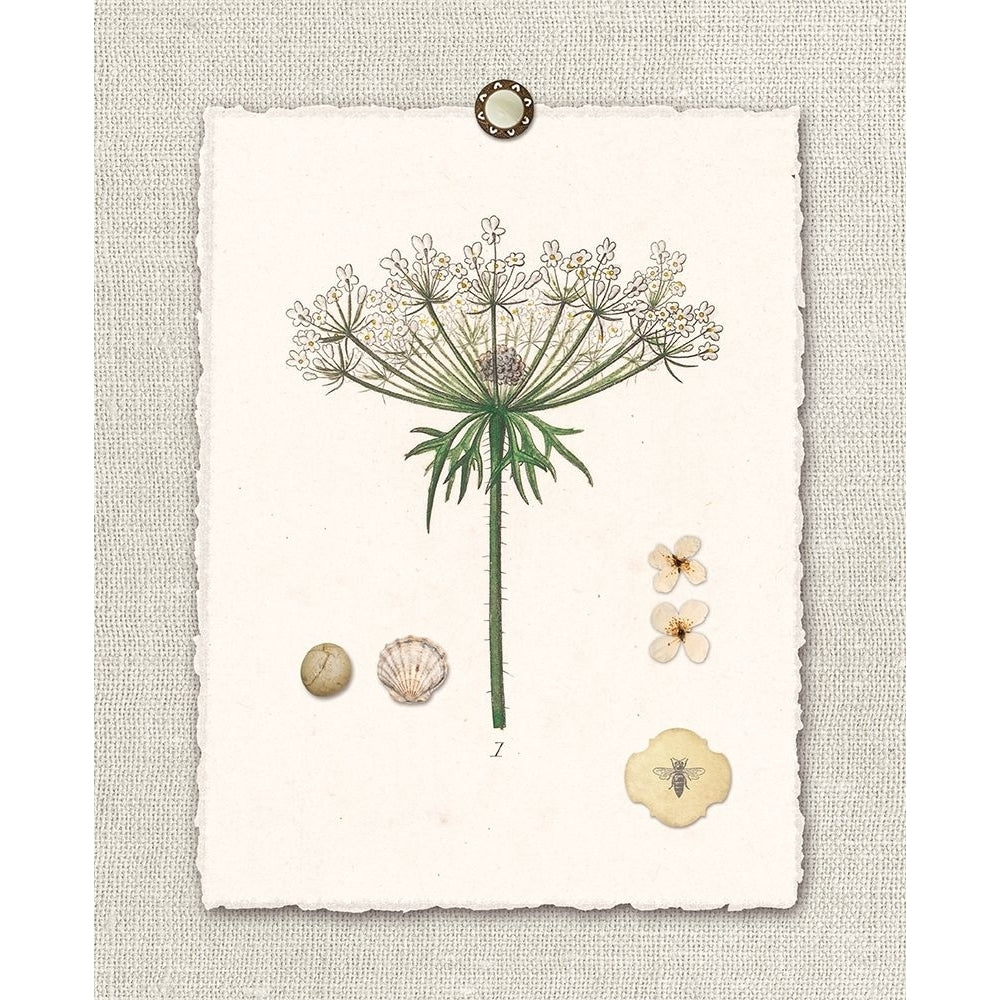 Paris FL Mrkt Queen Annes Lace by Devon Ross-VARPDX909ROS1248 Image 1