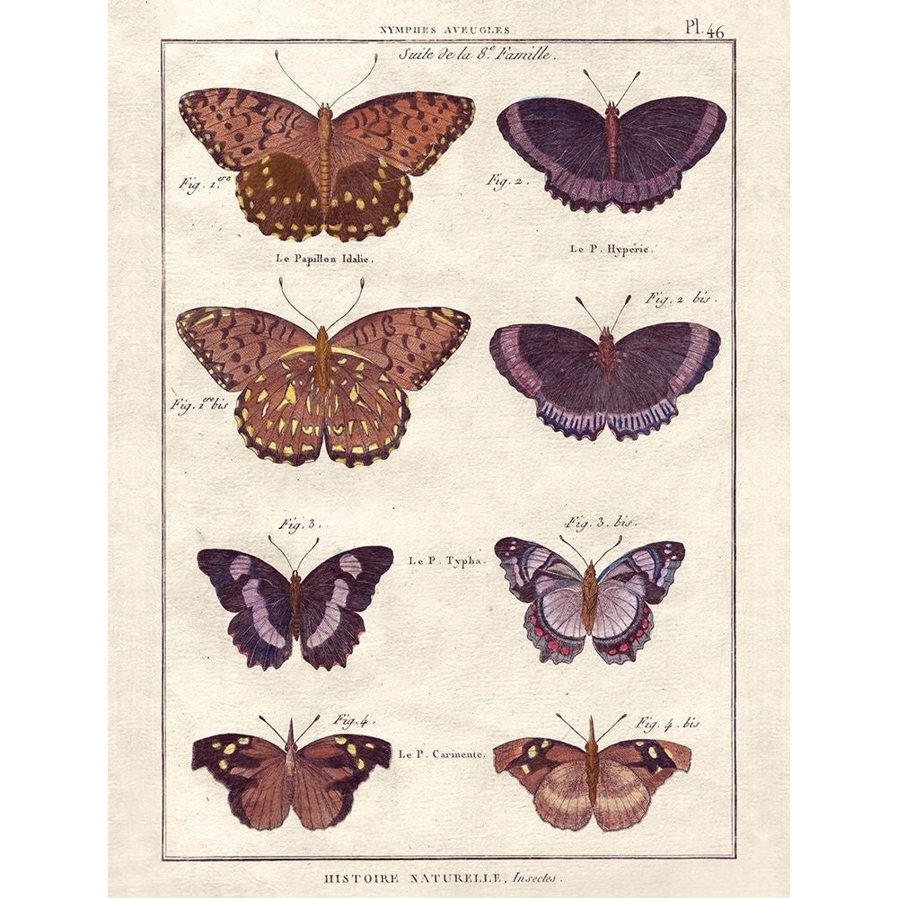 Histoire Naturelle 1 Poster Print by Terrence Wesley-VARPDX910WES1011 Image 1