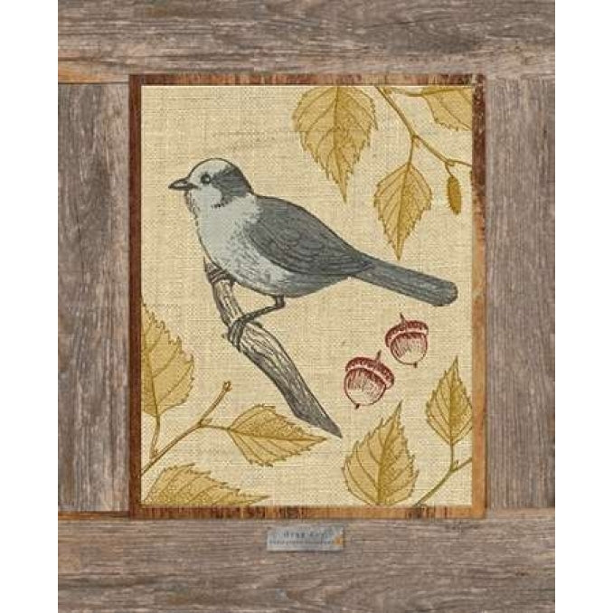 Gray Jay Poster Print by Sam Appleman-VARPDX911APP1042 Image 1