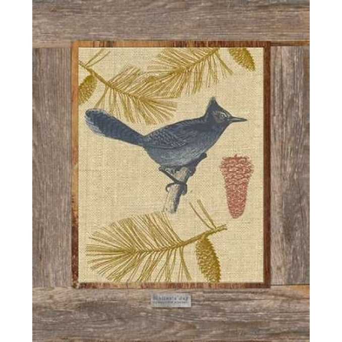 Steller Jay Poster Print by Sam Appleman-VARPDX911APP1043 Image 2