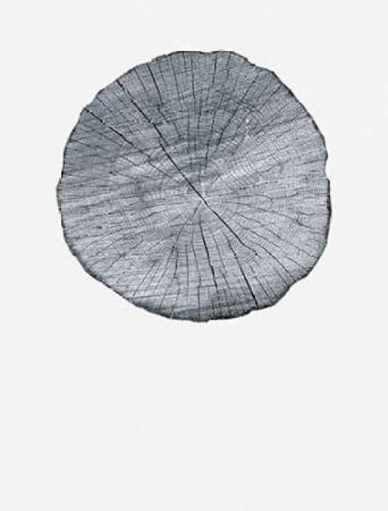 Old Growth Ring Print Poster Print by Sam Appleman-VARPDX911APP1171 Image 1