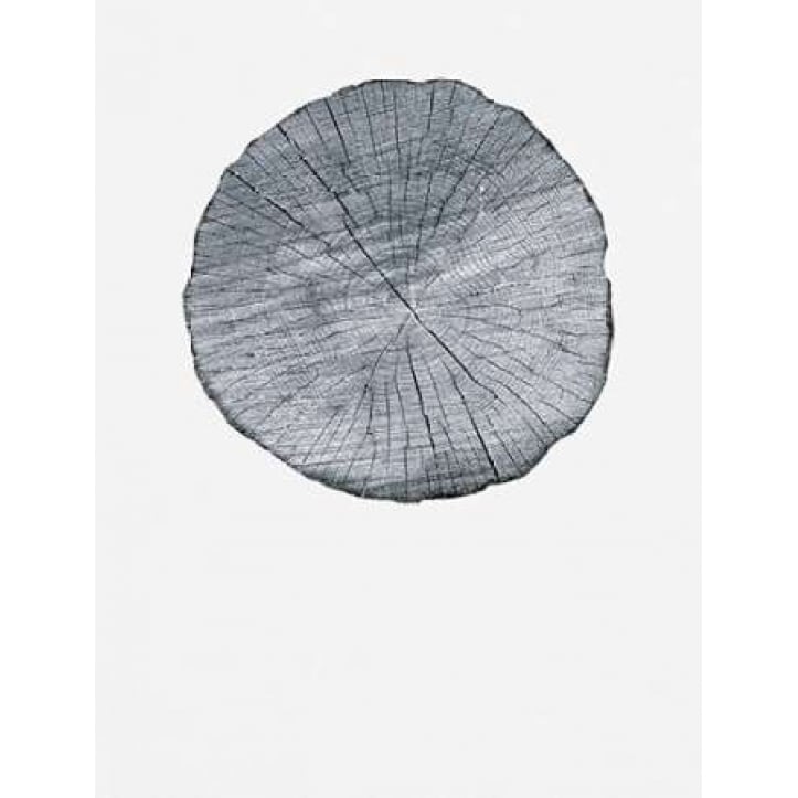 Old Growth Ring Print Poster Print by Sam Appleman-VARPDX911APP1171 Image 1