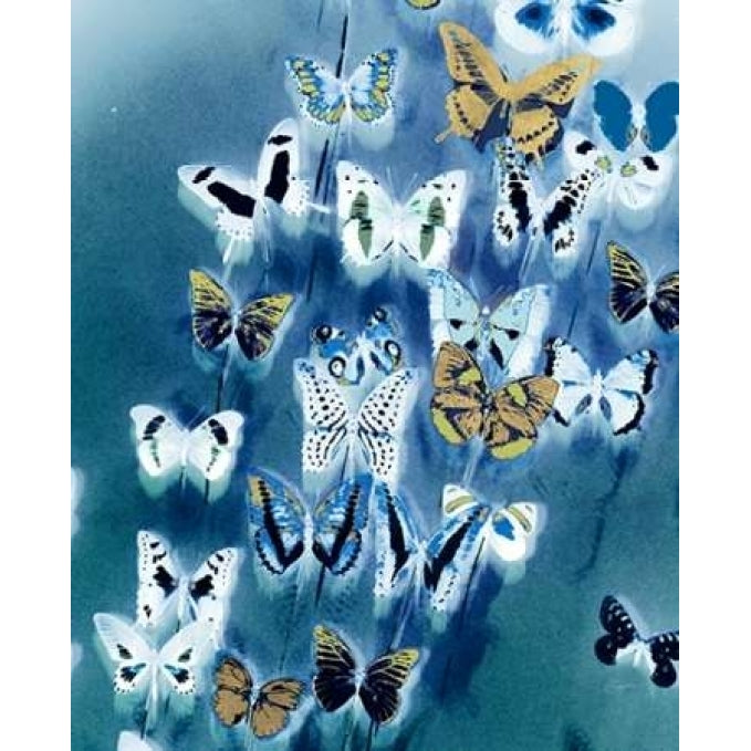 Bouquet Of Butterflies Poster Print by Evangeline Taylor-VARPDX916TAY1072 Image 1