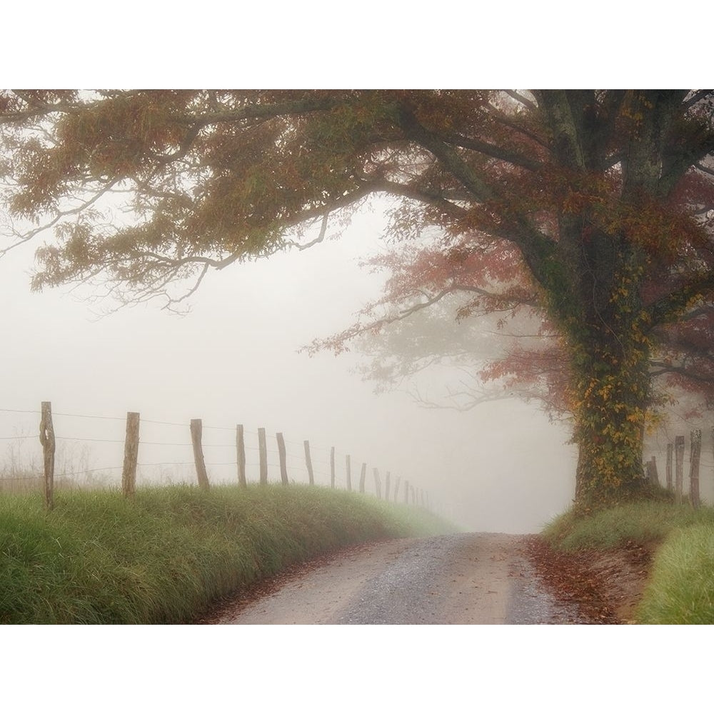 Blanket of Fog Poster Print - Danny Head-VARPDX92116Z Image 1