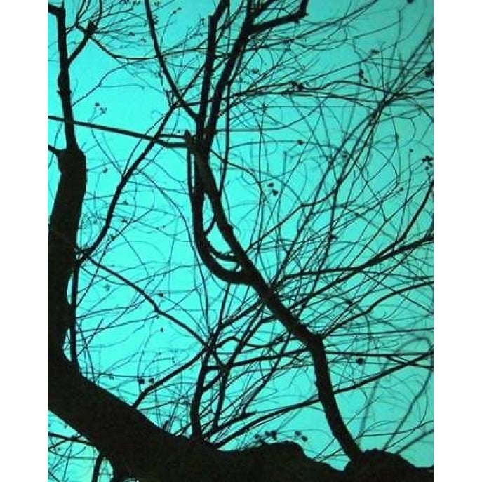 Branches on Teal II Poster Print by Gail Peck-VARPDX9215 Image 1