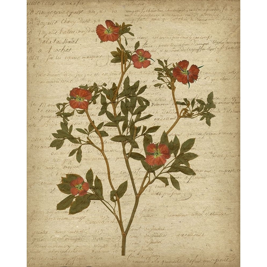 Romantic Pressed Flowers I Poster Print - Jennifer Goldberger-VARPDX92301Z Image 1