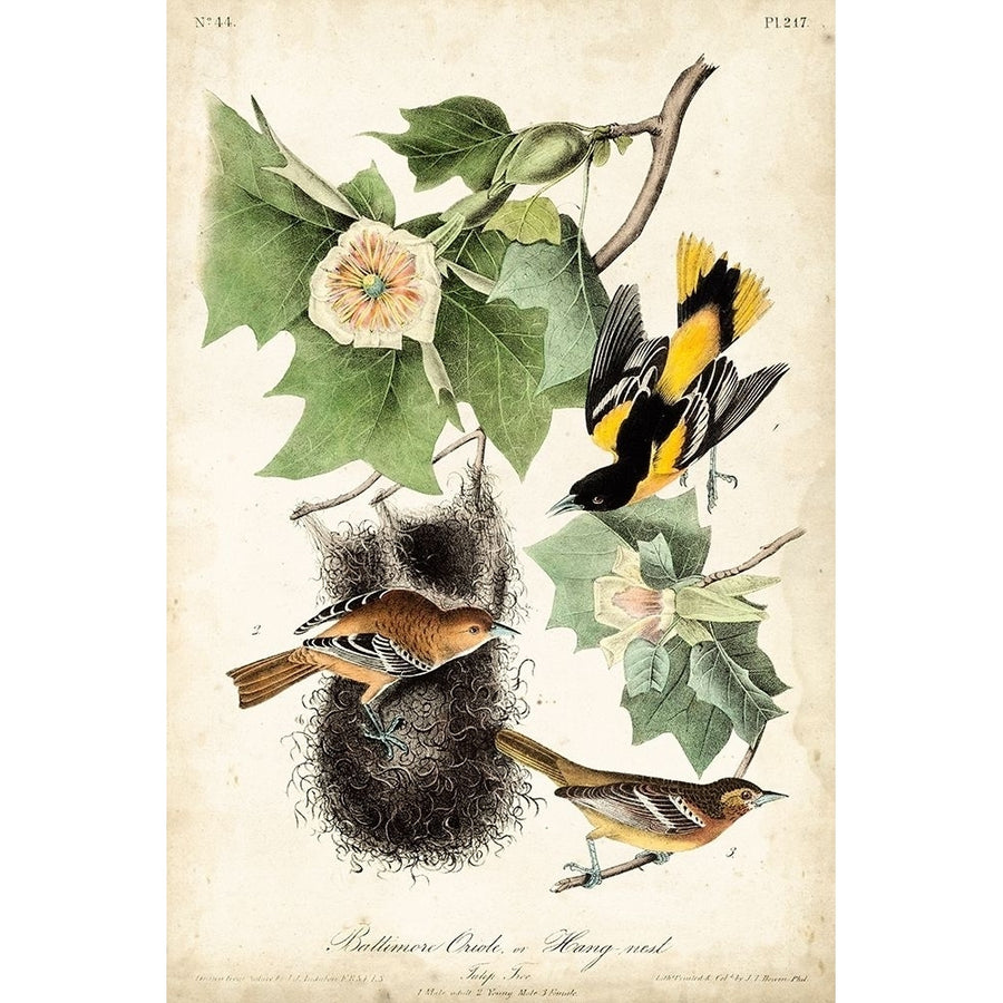 UA CH Baltimore Oriole Poster Print - John James Audubon-VARPDX92368Z Image 1