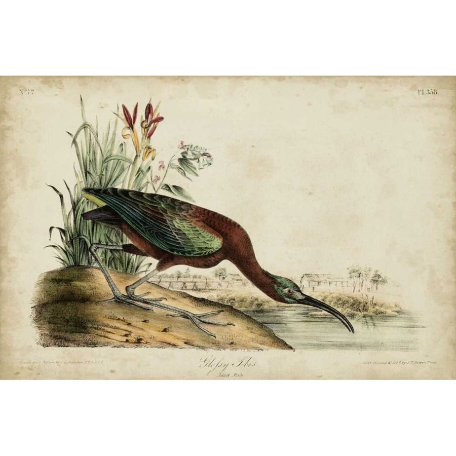 Glossy Ibis Poster Print - John James Audubon-VARPDX92374Z Image 1