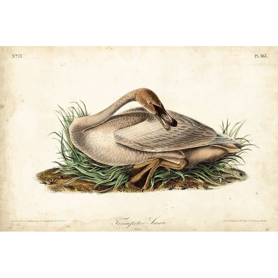 Trumpeter Swan II Poster Print - John James Audubon-VARPDX92377Z Image 1