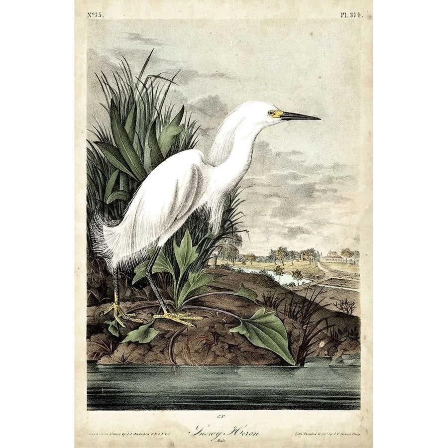 Snowy Heron Poster Print - John James Audubon-VARPDX92386Z Image 1