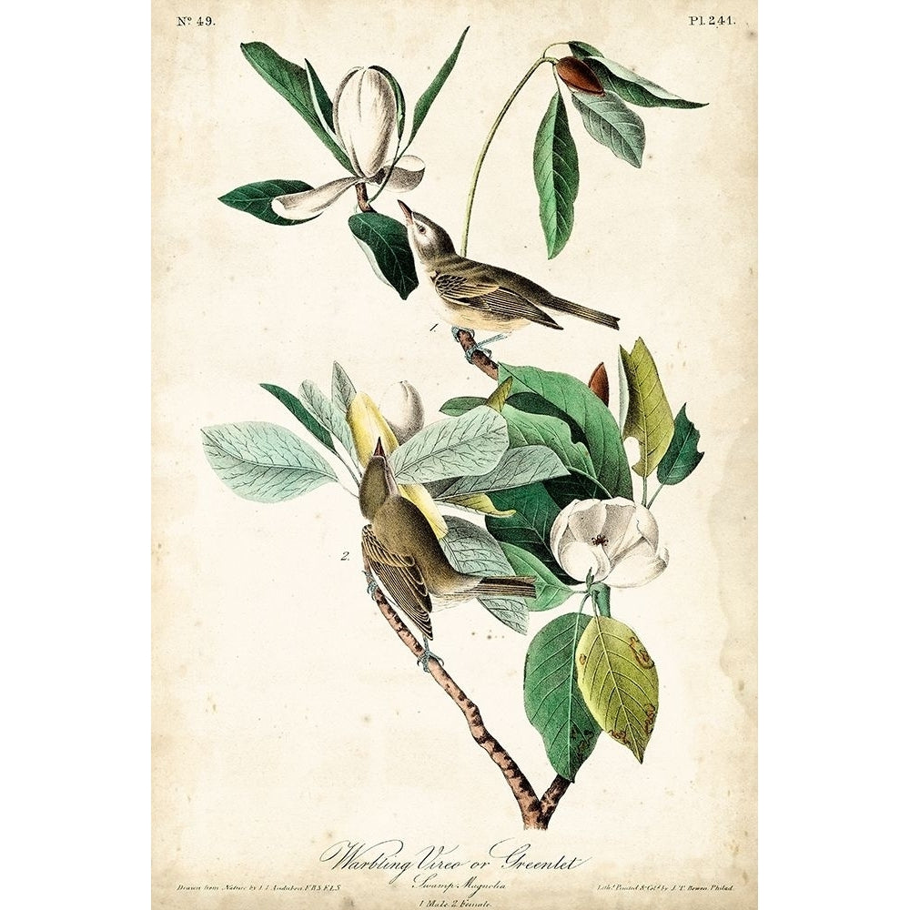 UA CH Warbling Vireo Poster Print - John James Audubon-VARPDX92369Z Image 1