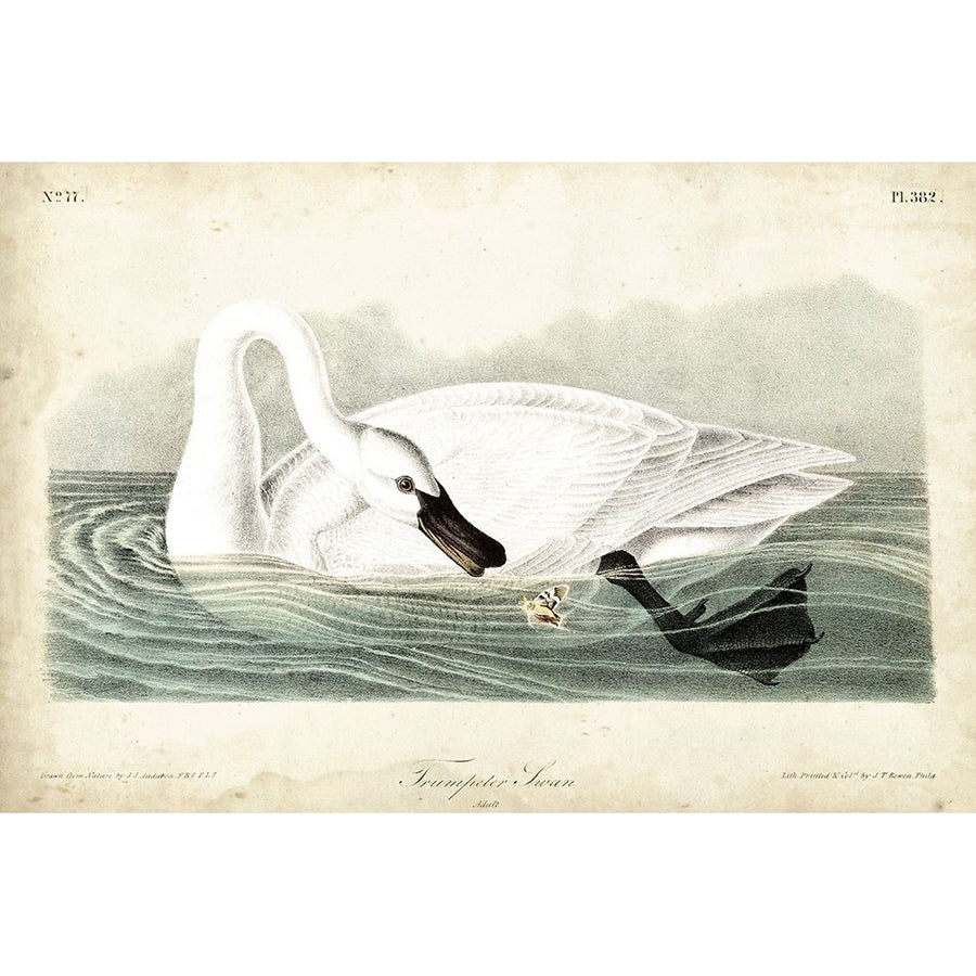 Trumpeter Swan I Poster Print - John James Audubon-VARPDX92376Z Image 1