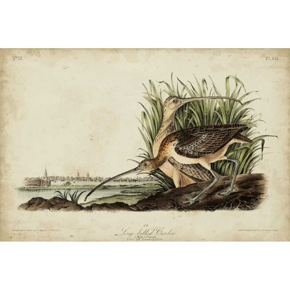 Long-billed Curlew Poster Print - John James Audubon-VARPDX92372Z Image 1