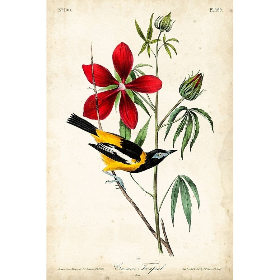 Audubon Bird and Botanical I Poster Print - John James Audubon-VARPDX92378Z Image 1