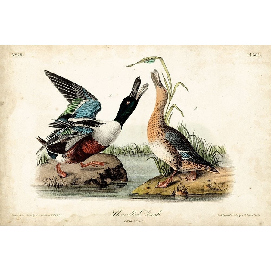 Audubon Ducks I Poster Print - John James Audubon-VARPDX92380Z Image 1