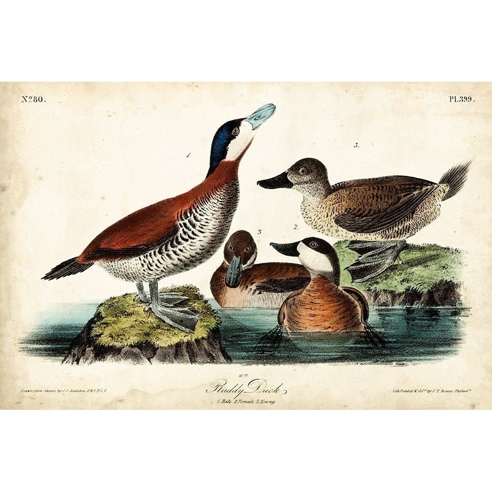 Audubon Ducks II Poster Print - John James Audubon-VARPDX92381Z Image 1