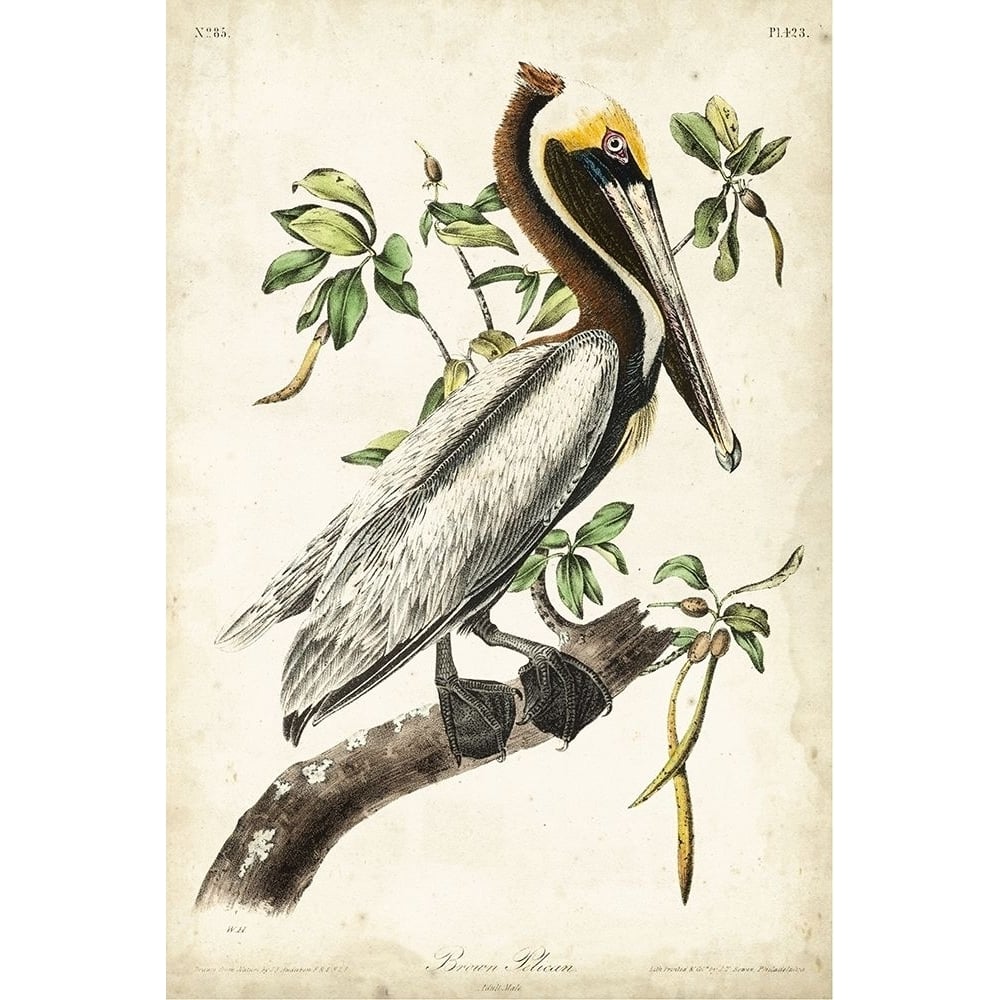 Brown Pelican Poster Print - John James Audubon-VARPDX92389Z Image 1