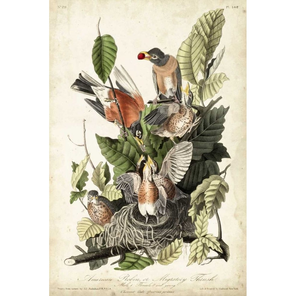 Audubons American Robin Poster Print - John James Audubon-VARPDX92392Z Image 1