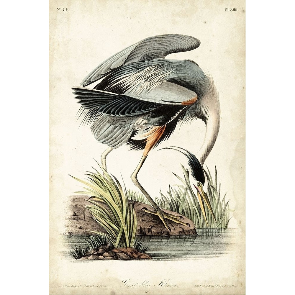 Great Blue Heron Poster Print - John James Audubon-VARPDX92387Z Image 1