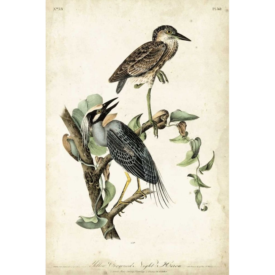 Night Heron Poster Print - John James Audubon-VARPDX92390Z Image 1