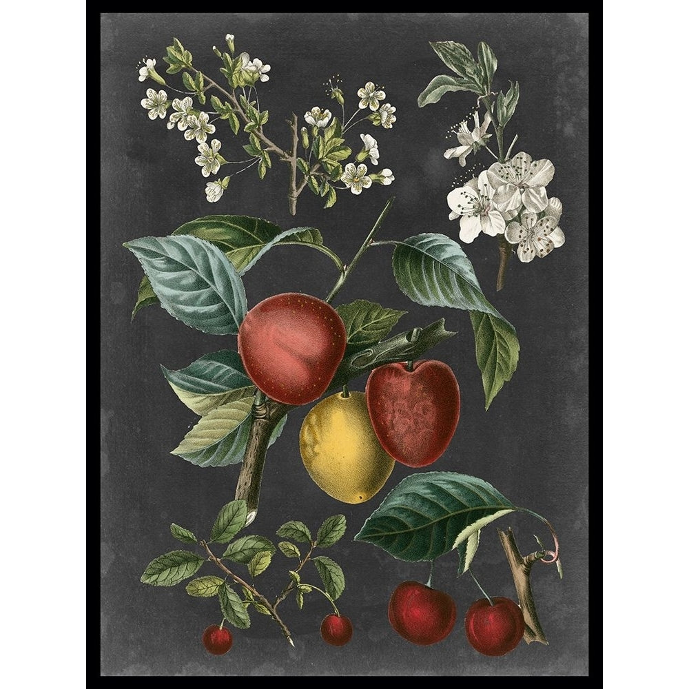 Orchard Varieties III Poster Print - Studio Vision-VARPDX92481Z Image 1